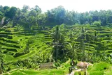 Tegallalang