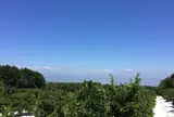 鹿島市大字音成戊  デコポン農場