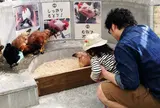 野毛山動物園 ふれあいコーナー