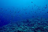 古宇利島ダイビング