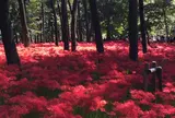 巾着田の曼珠沙華