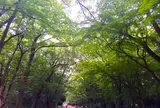 糺ノ森
