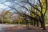 都立林試の森公園