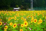 秋のひまわりとコスモス（船越地区）１０月上旬から１０月下旬