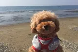 稲毛海岸