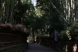 嵯峨野竹林