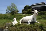 そばカフェ生田村