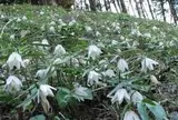 絶滅危惧種の可憐な花！イズモコバイモ祭り