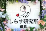 しらす研究所鎌倉