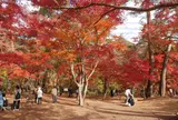月の石もみじ公園