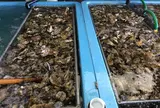 進生水産