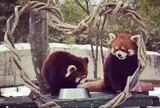 秋田市大森山動物園