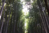 嵯峨野竹林