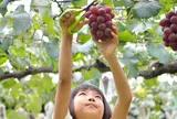 田上家のブドウ狩り