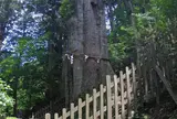 神代杉