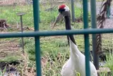 丹頂鶴自然公園