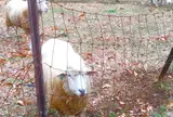 めんようの里
