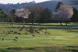 奈良公園