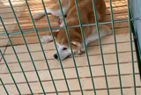秋田犬ふれあい処ｉｎ千秋公園