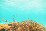 かりゆし石垣島