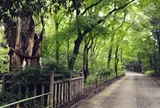 糺ノ森