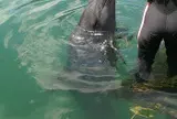 じゃのひれドルフィンファーム
