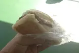 道の駅かでな