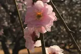 あけぼの山公園