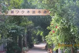 備瀬のフクギ並木