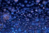 森ビルデジタルアートミュージアム：エプソン チームラボボーダレス（teamLab Borderless: MORI Building DIGITAL ART MUSEUM）