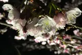 熱海桜