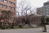 石割桜