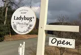 Ladybug