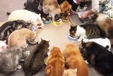 猫まるカフェ East