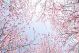 塩竈神社