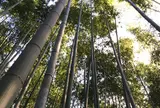 竹林の小径