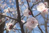 羽根木公園