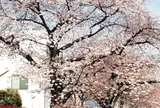 蛇崩緑道（savoy横）