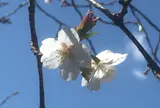 砧公園