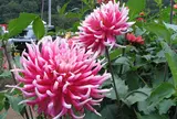 両神山麓ダリア園
