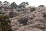 菊池市 総合体育館付近