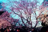 六義園