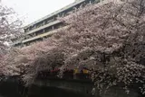 目黒川の桜並木