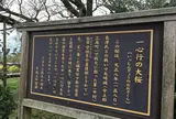 一心行の大桜