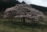 観音桜