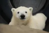 円山動物園