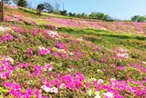 湘南国際村センター