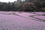 花のじゅうたん