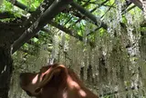 吉祥寺の藤