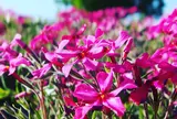 みさと芝桜公園